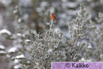 pikkukäpylintu 064.jpg