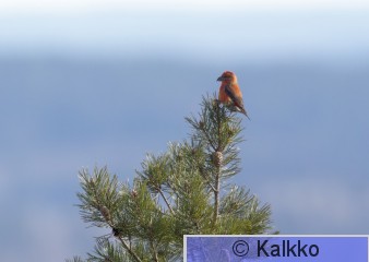 pikkukäpylintu 088.jpg