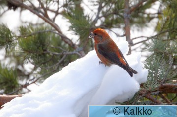 pikkukäpylintu 111.jpg