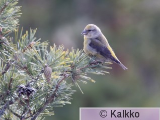 pikkukäpylintu 118.jpg