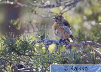 pikkukäpylintu 142.jpg