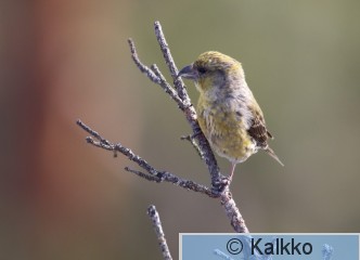 pikkukäpylintu 218.jpg