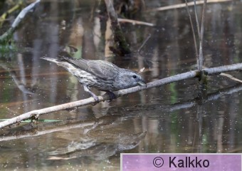 pikkukäpylintu 340.jpg