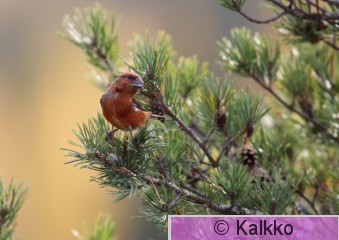 isokäpylintu 012.jpg