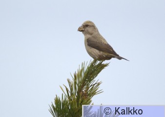 isokäpylintu 023.jpg