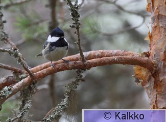 kuusitiainen 126.jpg