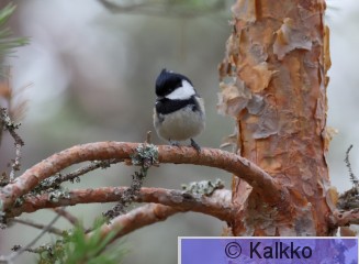 kuusitiainen 128.jpg