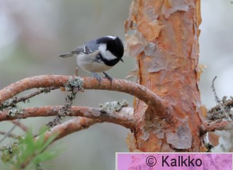 kuusitiainen 130.jpg