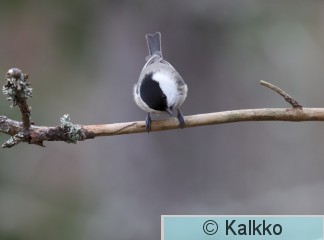 hömötiainen 305.jpg