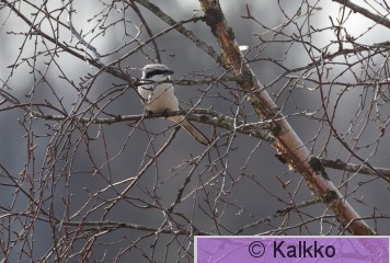 isolepinkäinen 256.jpg