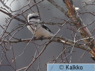 isolepinkäinen 259.jpg