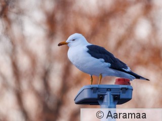20260421-SA1_0024-2.jpg