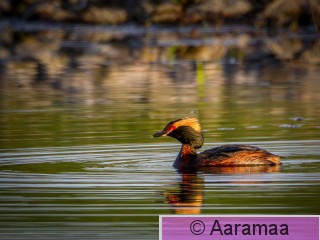 20230521-SAM_1481-Enhanced-NR-Edit.jpg