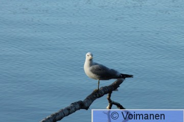 Kalalokki_Voimanen.JPG