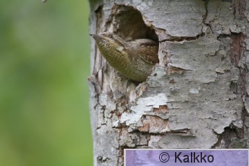 käenpiika 014.jpg