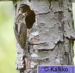 käenpiika 041.jpg