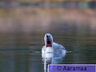 20260515-SA1_5064-2.jpg