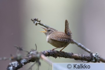 peukaloinen 018.jpg