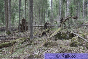 peukaloinen 090.jpg