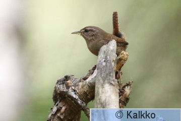 peukaloinen 095.jpg