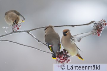 Tilhi13_Reijo Lähteenmäki.jpg