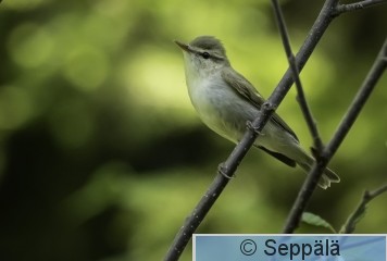 idänuunilintu_Kuru260531_iso2.jpg