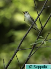 idänuunilintu_Kuru260531_iso3.jpg