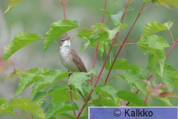 viitakerttunen 191.jpg