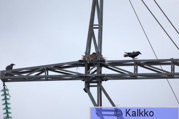 korppi 426.jpg