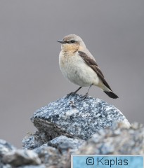 Oenoen_027_26.jpg