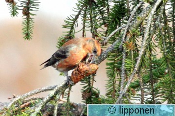 pikkuka&#776;pylintu_IMG_3432.F11.jpg