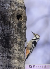 valkoselkätikka_Tampere260306_iso.jpg