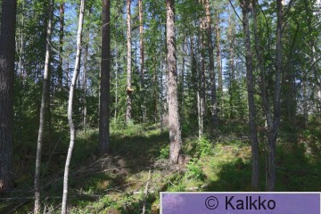 haarahaukka .jpg