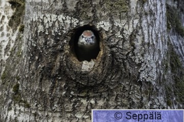 harmaapäätikka_poikanen_Kuru260717_iso1.jpg
