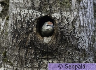harmaapäätikka_poikanen_Kuru260717_iso2.jpg