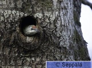 harmaapäätikka_poikanen_Kuru260717_iso3.jpg