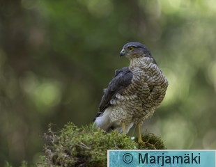 Varpushaukka-6.jpg