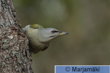 Harmaapäätikka-51,4-2-1.jpg