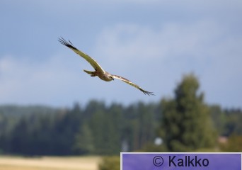 ruskosuohaukka 391.jpg