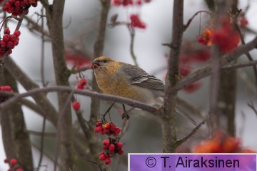 IMG_7226.jpg