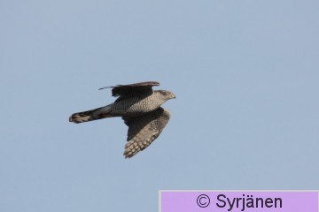 IMG_6480_2_2.JPG