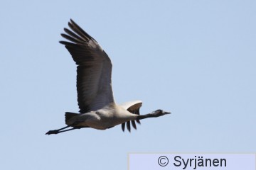 IMG_5305_2_3.JPG