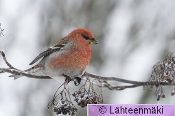Taviokuurna koiras16_Reijo Lähteenmäki.jpg