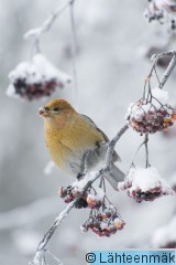 Taviokuurna naaraspukuinen6_Reijo Lähteenmäki.jpg