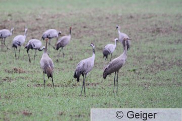IMG_0259.JPG