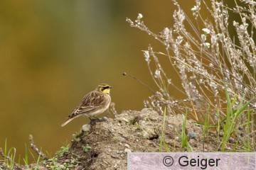 IMG_1447.jpg
