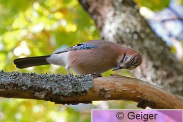 IMG_2131_edited-1.jpg
