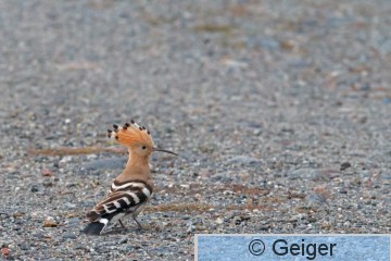 IMG_2309_edited-1.jpg