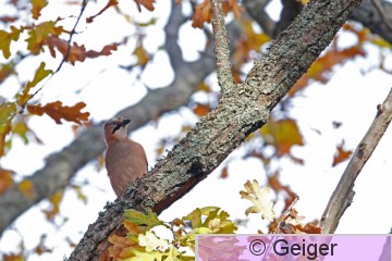 IMG_2553_edited-1.jpg