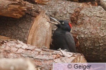 IMG_3538.jpg